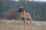 DOGUE ALLEMAND 691